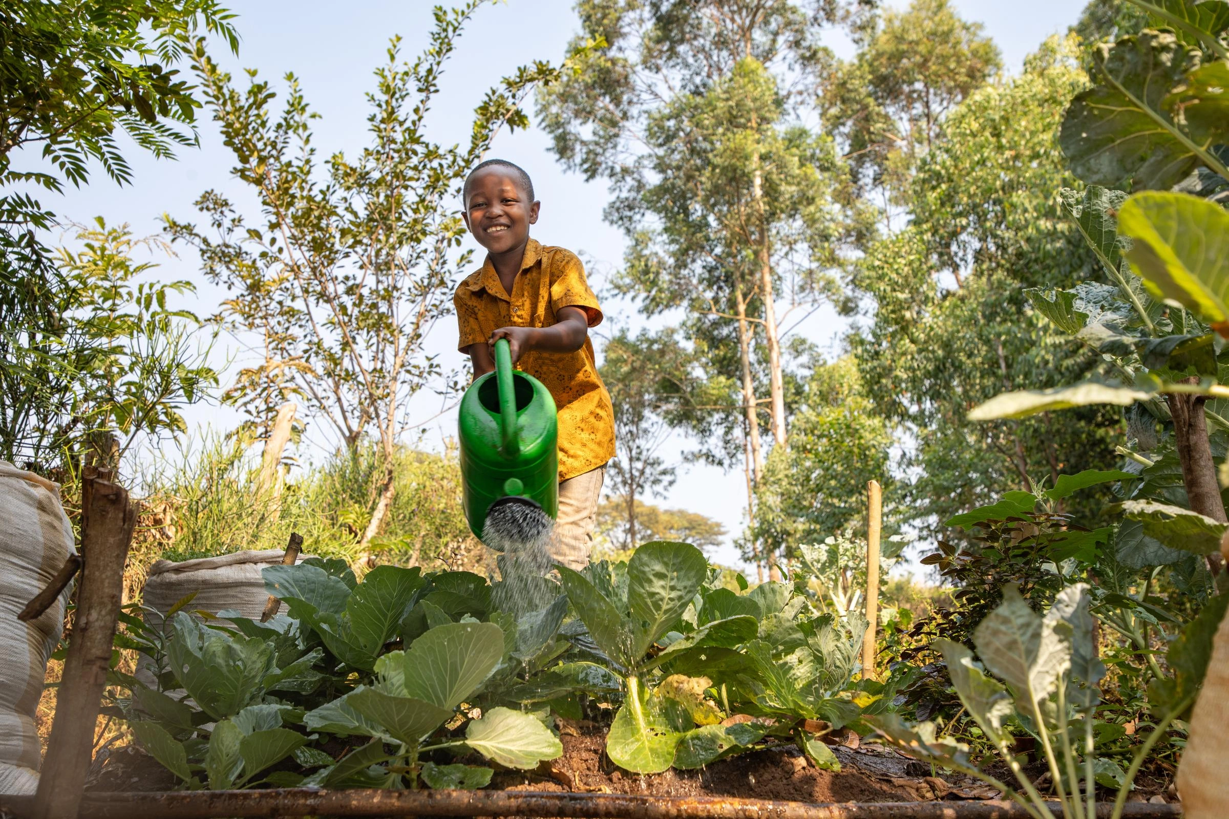 A young boy waters and tends to his kitchen garden.