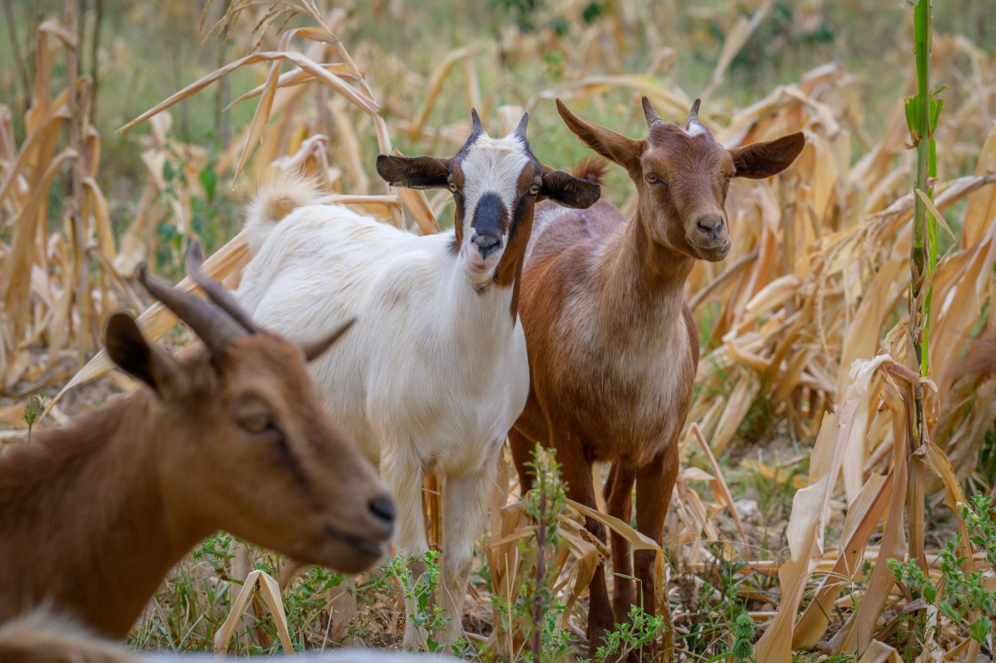 Two brown goats and a white goat stand in a field.