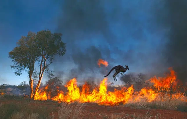 The silhouette of a kangaroo hops past a line of wildfire