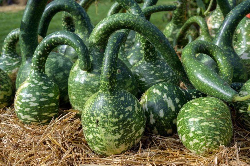 A group of green gourds with long, snake-like necks sits atop some straw.