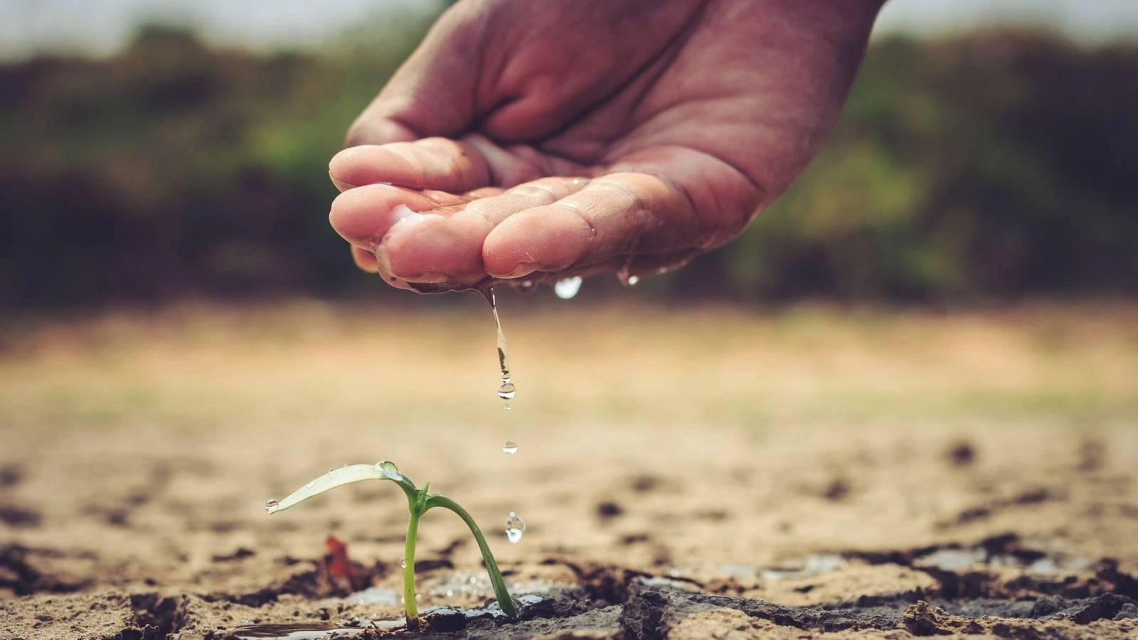 A hand pours water onto a small seedling growing in dry, cracked soil.