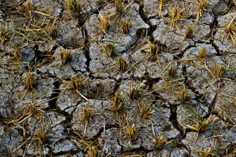 Dry rice stalks stick out of cracked soil in a rice field in West Java, Indonesia.