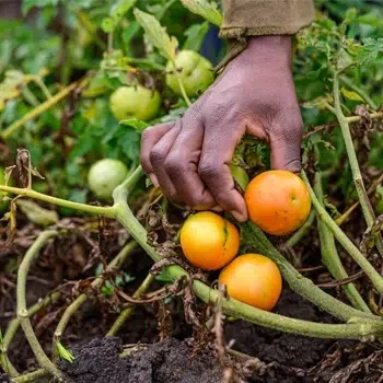 A person picks a ripe tomato.